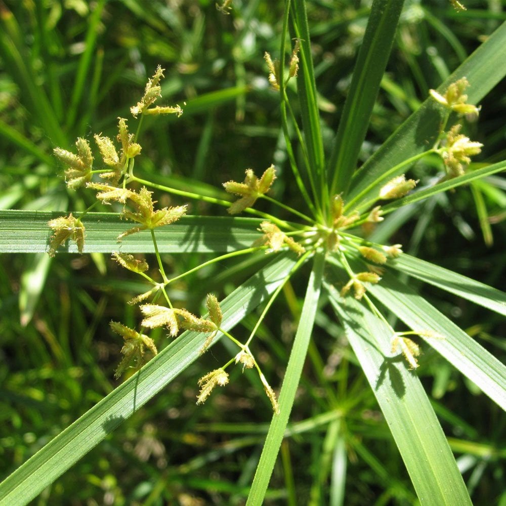Cyperus Alternifolius - Umbrella Plant