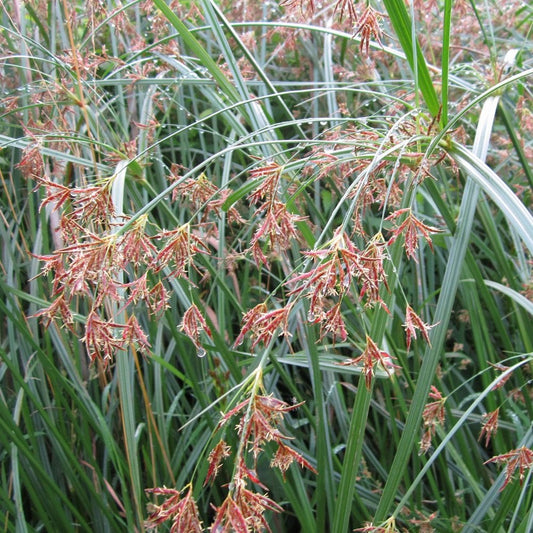 Cyperus Longus - Sweet Gallingale