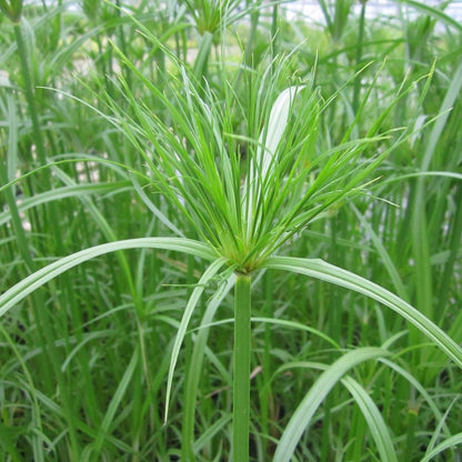Cyperus Papyrus - Egyptian Paper Rush