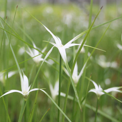 Dichromena Colorata - White Star Grass