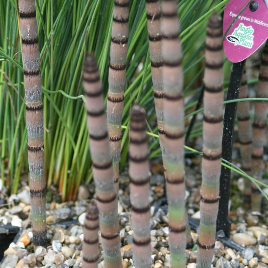 Equisetum Hyemale - Rough Horsetail
