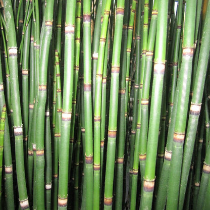 Equisetum Hyemale - Rough Horsetail