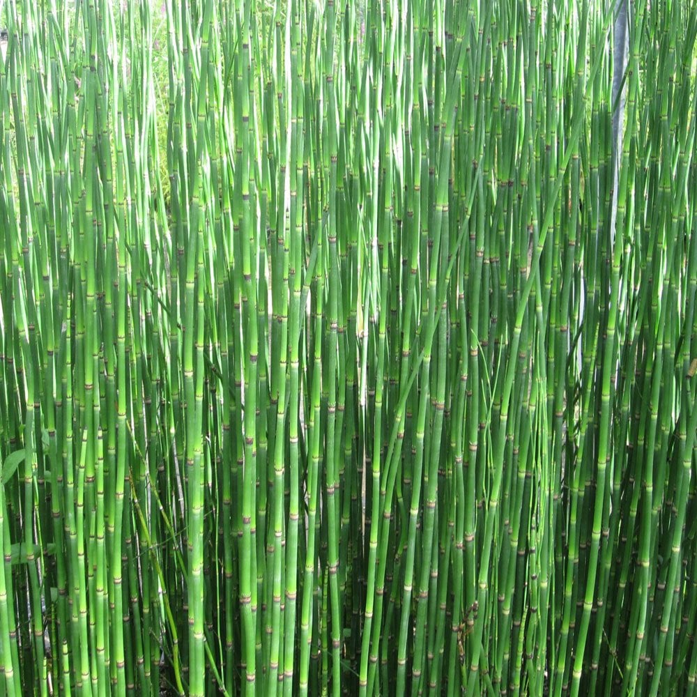 Equisetum Hyemale - Rough Horsetail