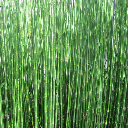 Equisetum Hyemale - Rough Horsetail