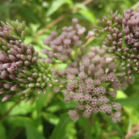 Eupatorium Cannabinum - Hemp Agrimony