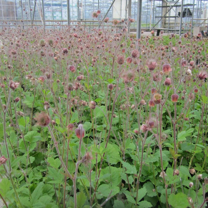 Geum Rivale - Water Avens