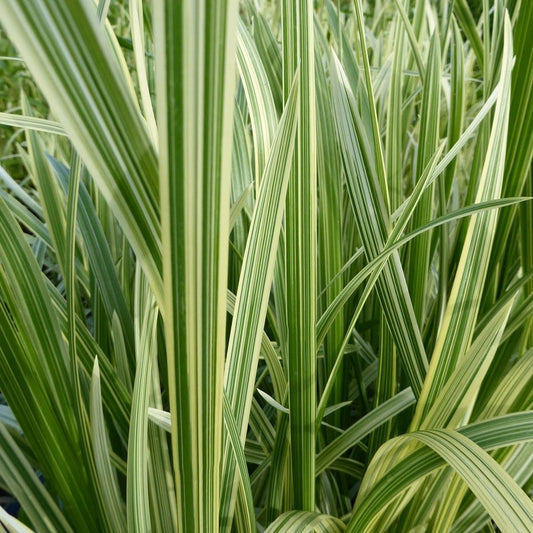 Glyceria Maxima Variegata - Variegated Reed Sweet Grass