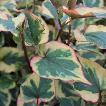Houttuynia Cordata Chameleon
