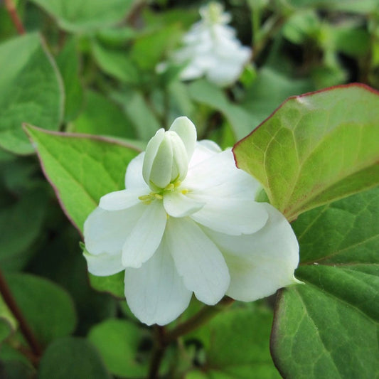 Houttuynia Cordata Plena - Orange Peel Plant