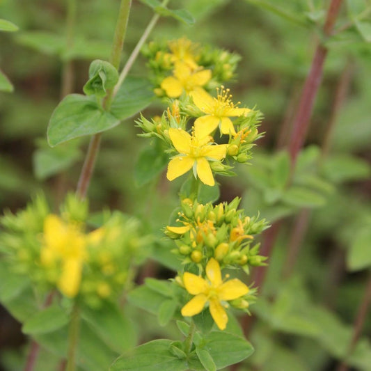 Hypericum Tetrapterum - Square Stalked St Johns Wart