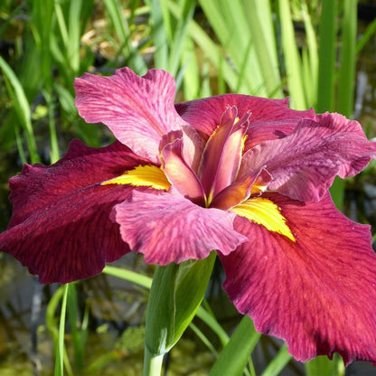 Iris Louisiana Ann Chowning