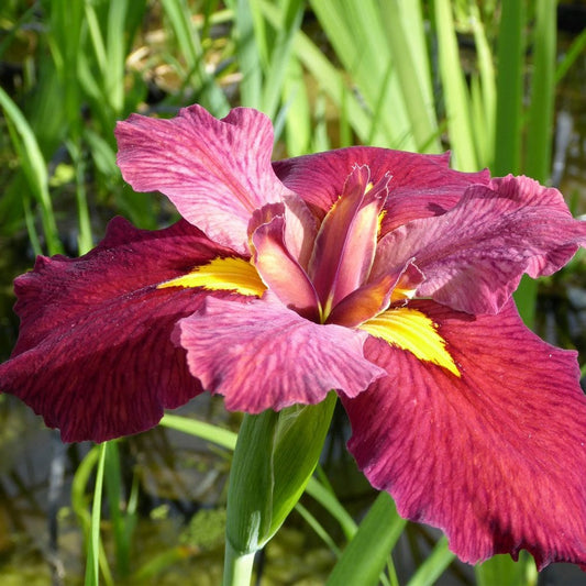 Iris Louisiana Ann Chowning