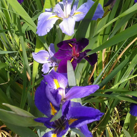 Iris Louisiana Mixed 3Ltr