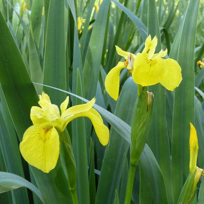 Iris Pseudacorus - Yellow Flag