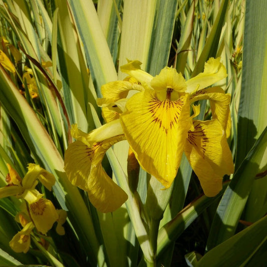 Iris Pseudacorus Variegata - Variegated Yellow Flag