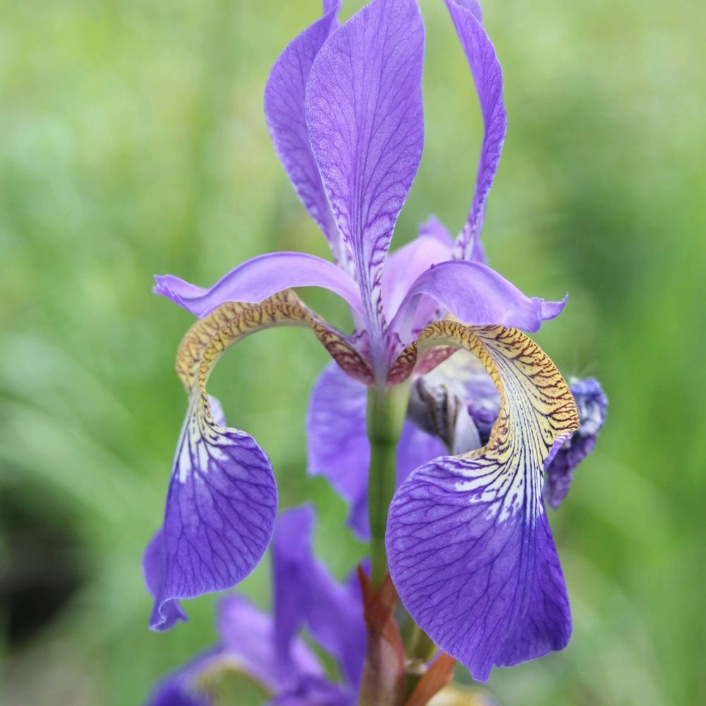 Iris Sibirica - Siberian Flag