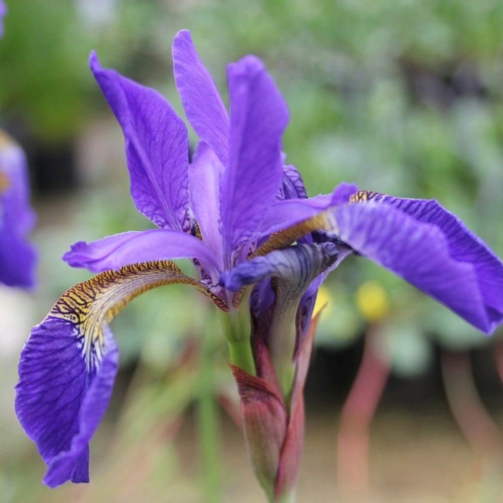 Iris Sibirica - Siberian Flag