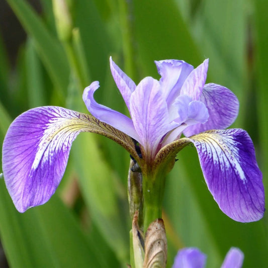 Iris Versicolor - Blue Flag