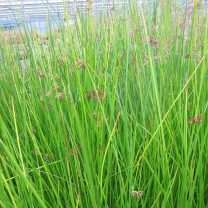 Juncus Effusus - Soft Rush