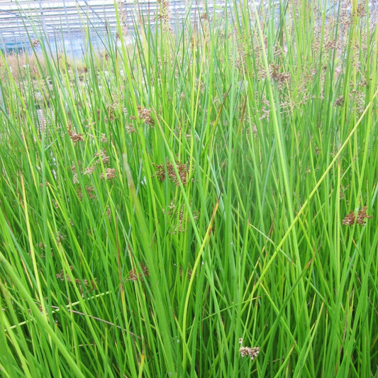 Juncus Effusus - Soft Rush