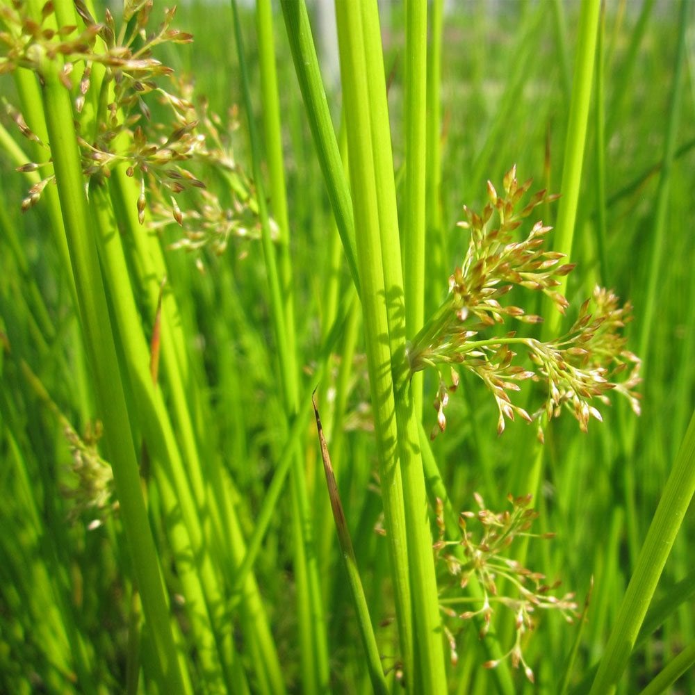 Juncus Effusus - Soft Rush