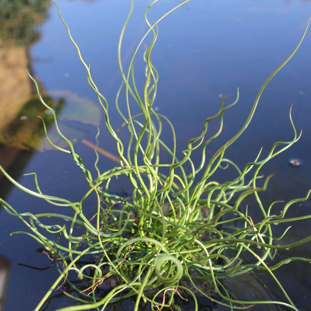 Juncus Effusus Spiralis - Corkscrew Rush