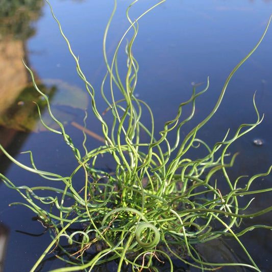 Juncus Effusus Spiralis - Corkscrew Rush