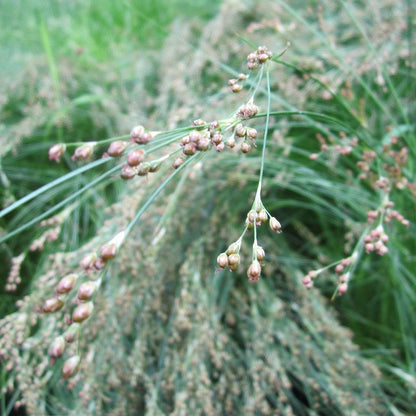 Juncus Maritimus - Sea Rush