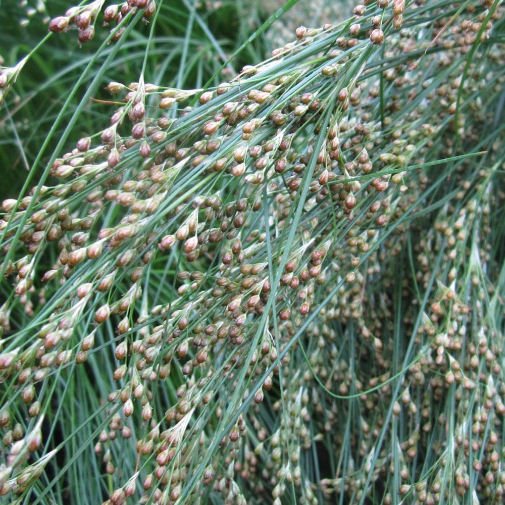 Juncus Maritimus - Sea Rush