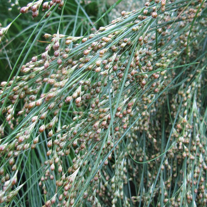 Juncus Maritimus - Sea Rush