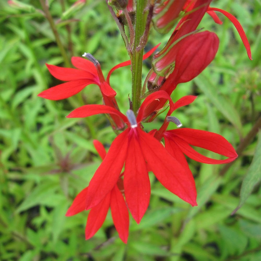 Lobelia Cardinalis - Cardinal Flower