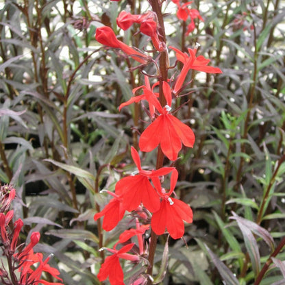 Lobelia Fulgens Queen Victoria