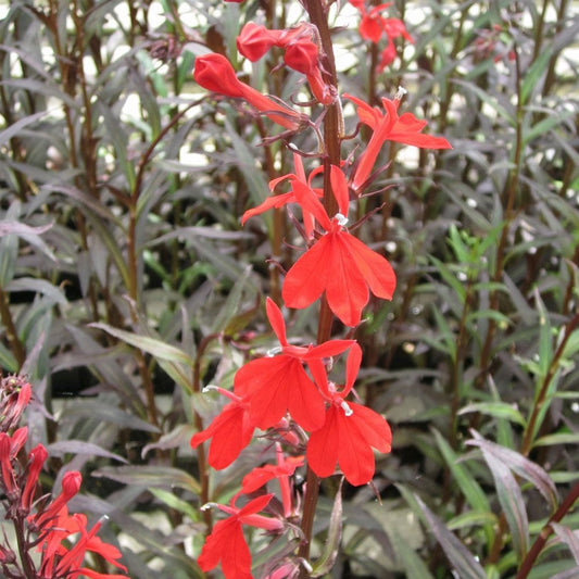 Lobelia Fulgens Queen Victoria