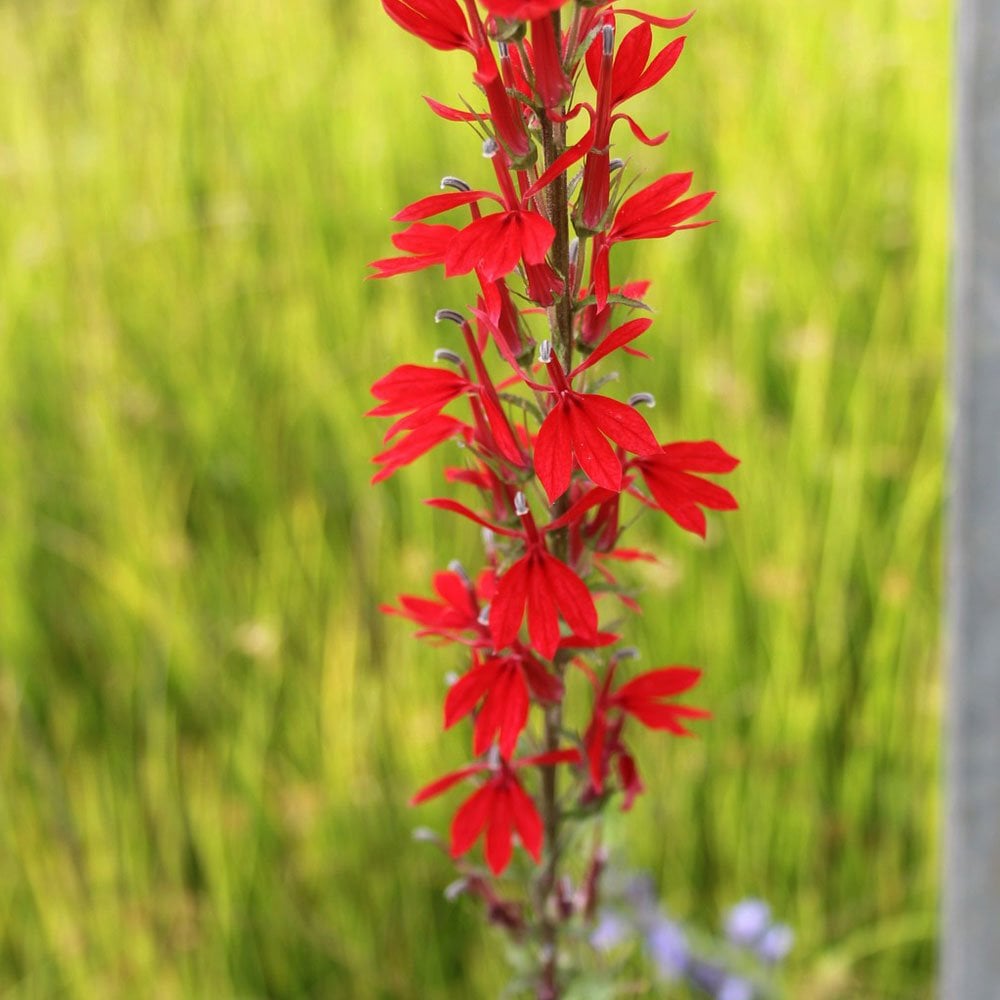 Lobelia Fulgens Queen Victoria