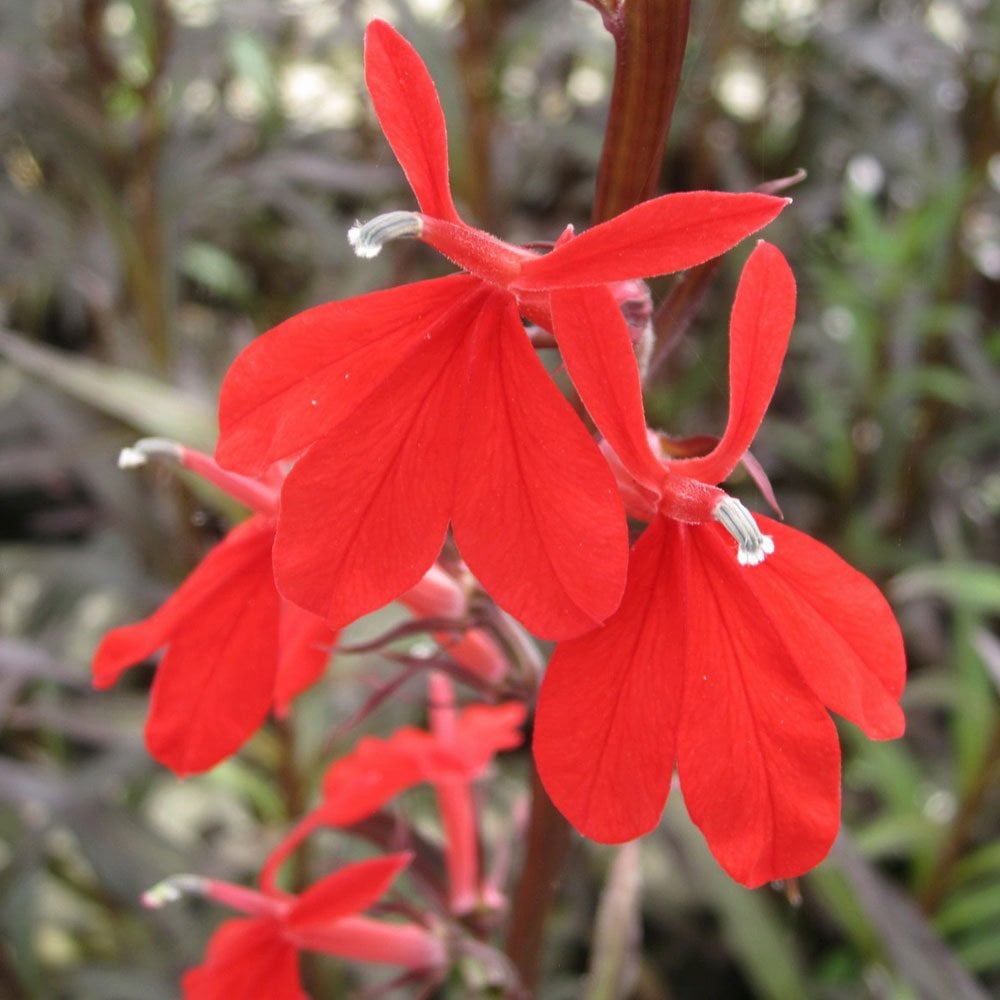 Lobelia Fulgens Queen Victoria