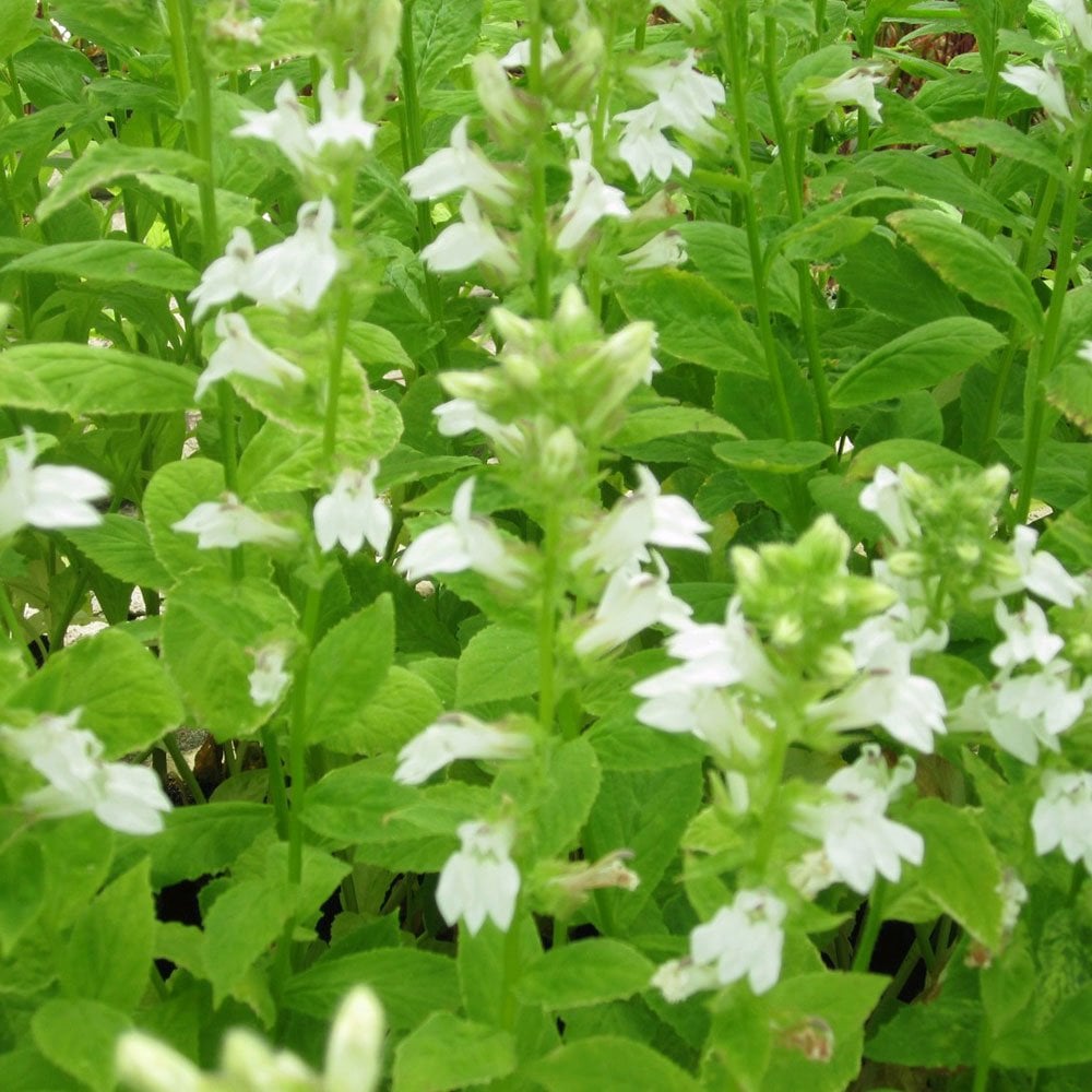 Lobelia Siphilitica Alba - White Cardinal Flower