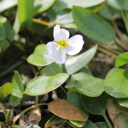 Luronium Natans - Floating Water Plantain