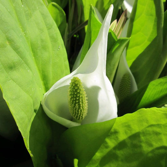 Lysichiton Camtschatcensis - White Skunk Cabbage