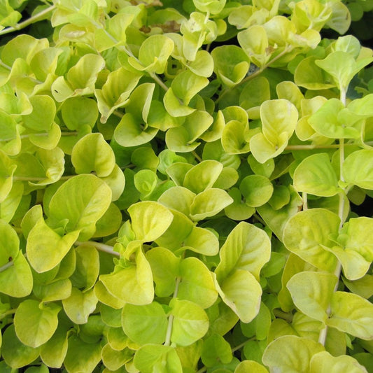 Lysimachia Nummularia Aurea - Golden Creeping Jenny