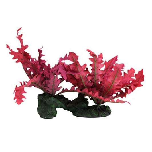 Rock With Red Trichomanes