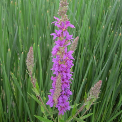 Lythrum Salicaria - Purple Loosestrife