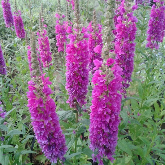 Lythrum Salicaria Robert - Loosestrife