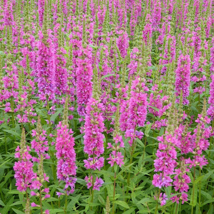 Lythrum Salicaria Robert - Loosestrife
