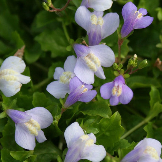 Mazus Reptans - Chinese Marshflower