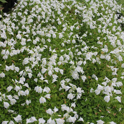 Mazus Reptans Alba - White Chinese Marshflower