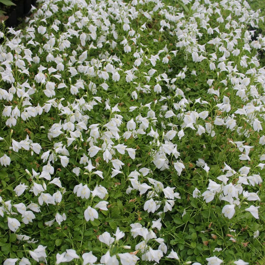 Mazus Reptans Alba - White Chinese Marshflower