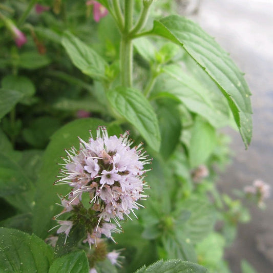 Mentha Aquatica - Water Mint