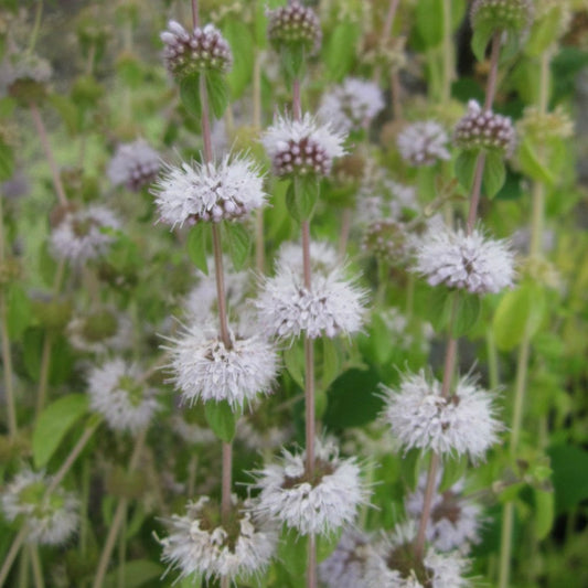 Mentha Pulegium - Pennyroyal