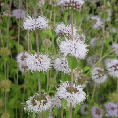 Mentha Pulegium - Pennyroyal