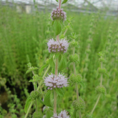 Mentha Pulegium - Pennyroyal